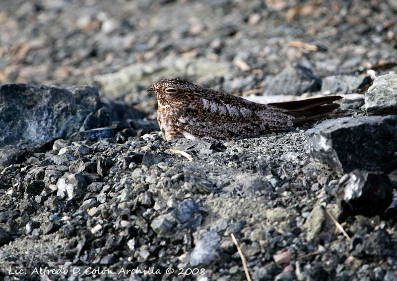 Antillean Nighthawk