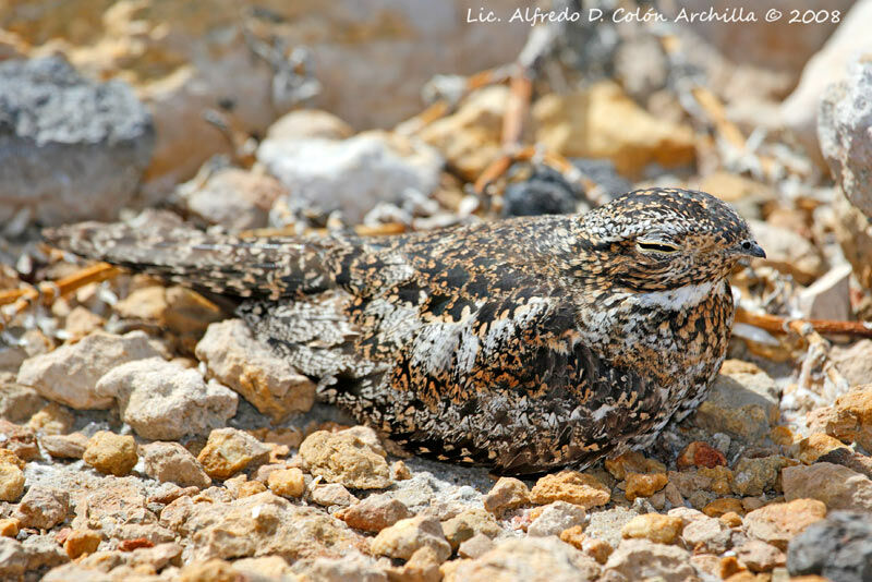 Antillean Nighthawk