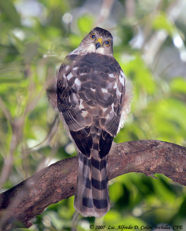 Sharp-shinned Hawk