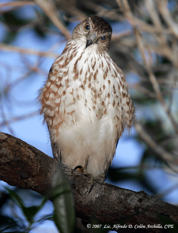 Sharp-shinned Hawkjuvenile