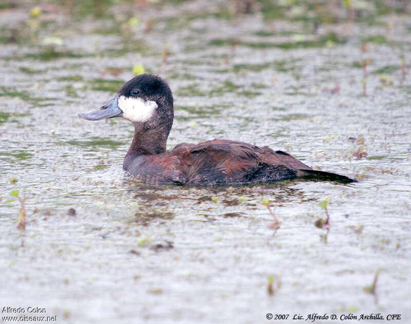 Érismature rousse mâle adulte transition, identification