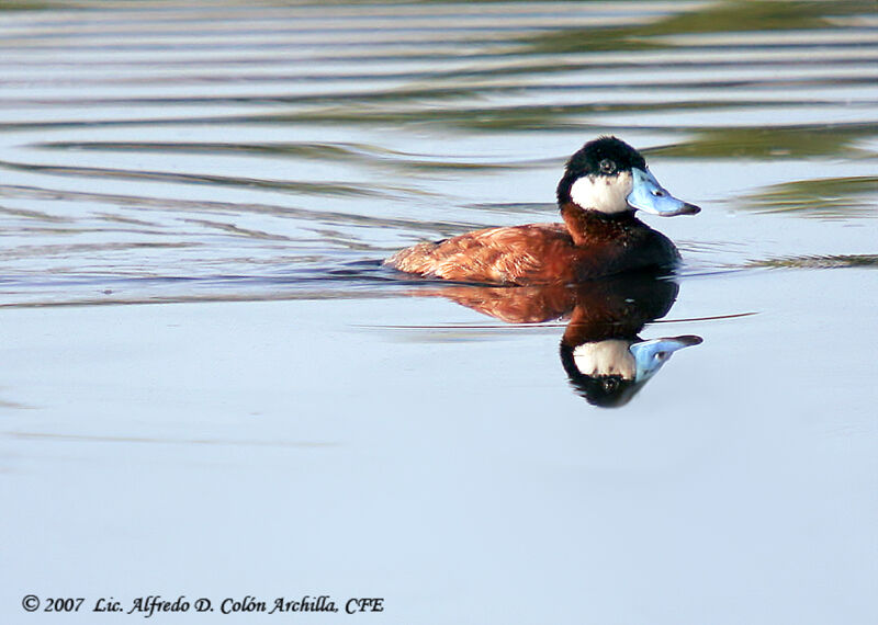 Ruddy Duck