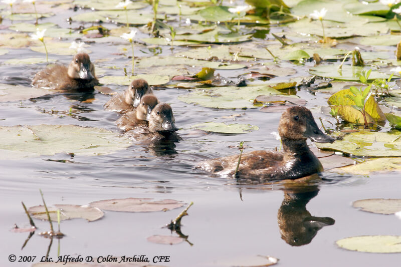 Ruddy Duck