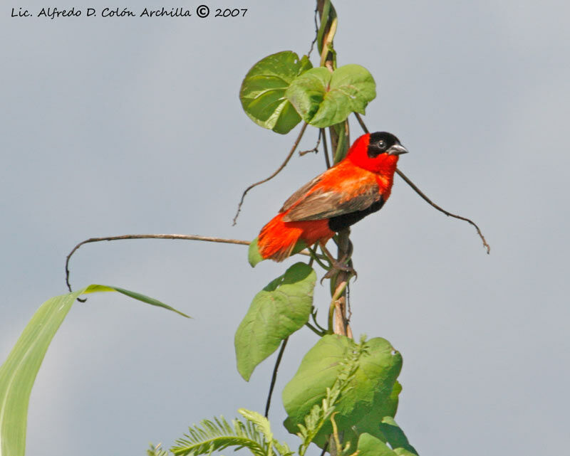 Northern Red Bishop