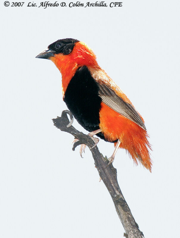 Northern Red Bishop