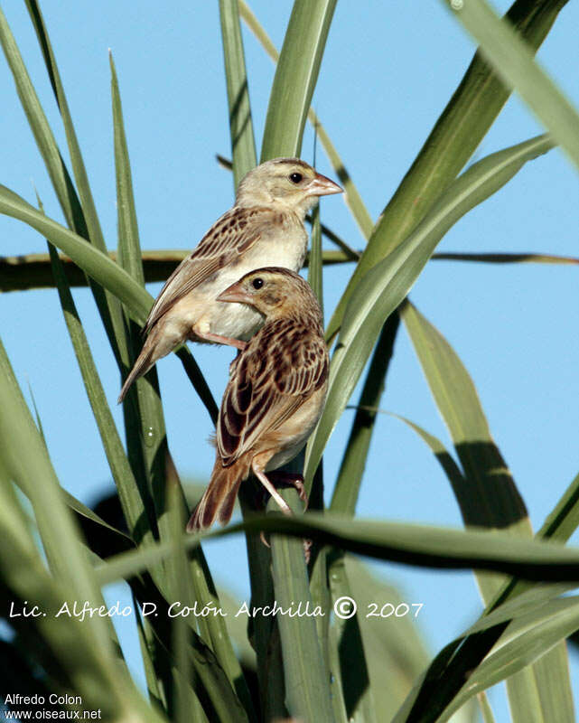 Northern Red Bishop, pigmentation