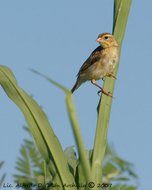 Northern Red Bishop