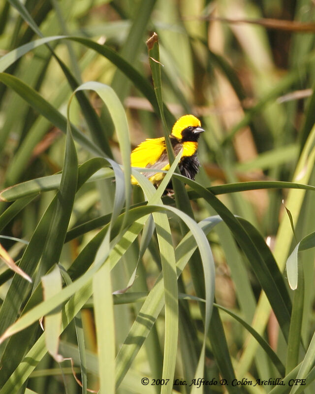 Yellow-crowned Bishop