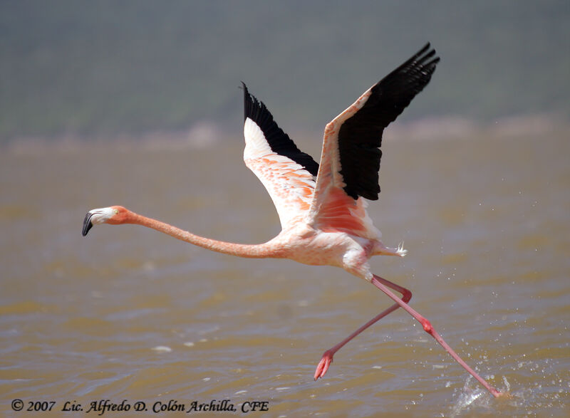 Flamant rose