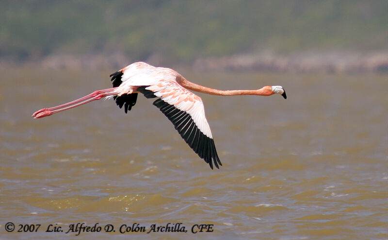 Flamant rose