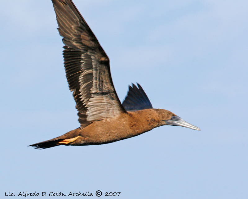 Brown Boobyjuvenile