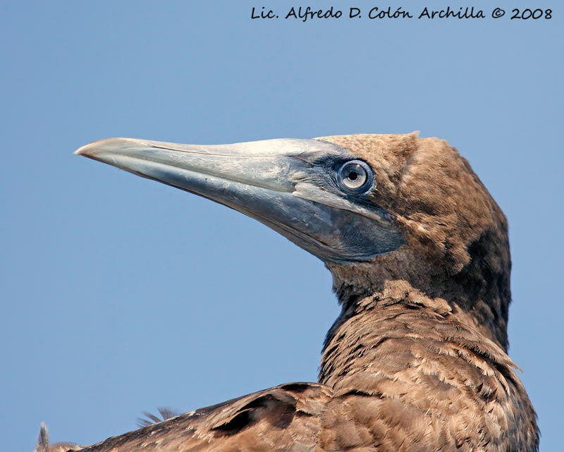 Brown Booby