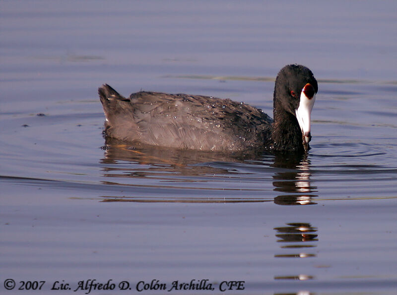 American Coot