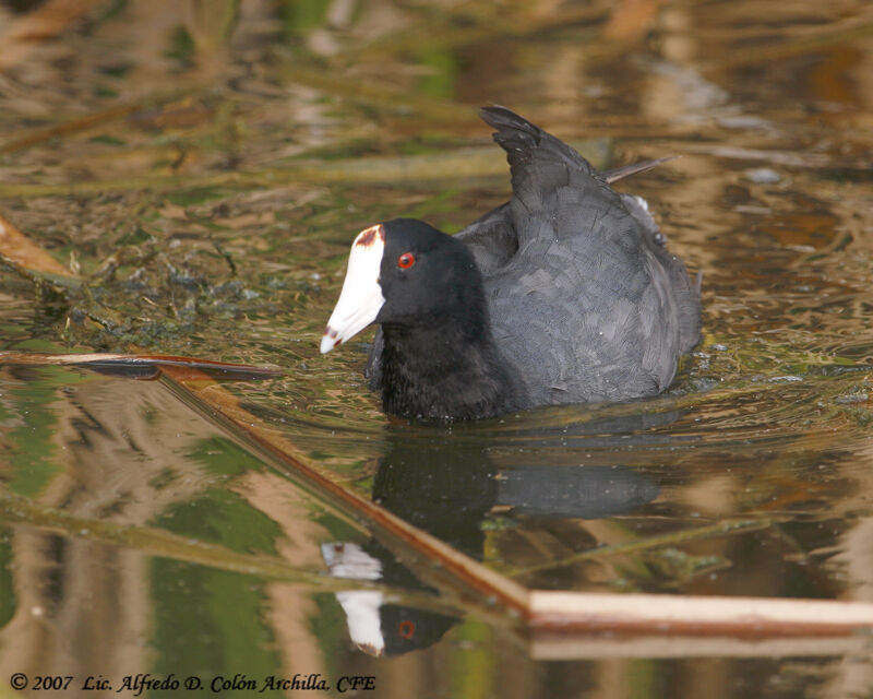 American Coot