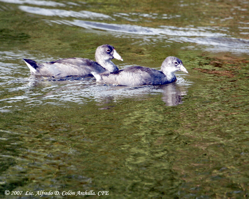 American Cootjuvenile