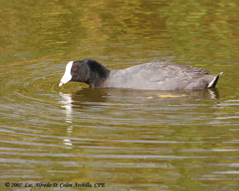 American Coot