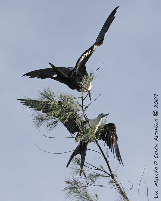 Magnificent Frigatebird