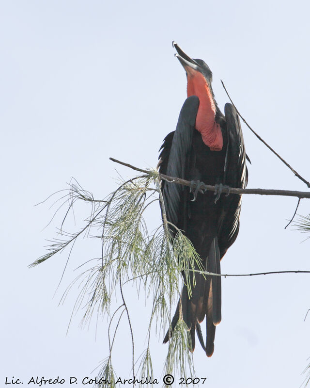 Magnificent Frigatebird