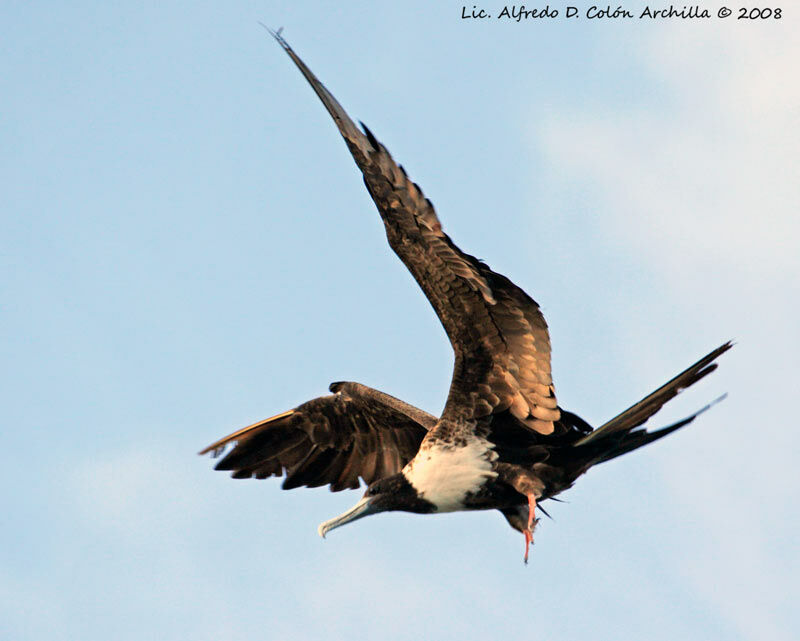 Magnificent Frigatebird