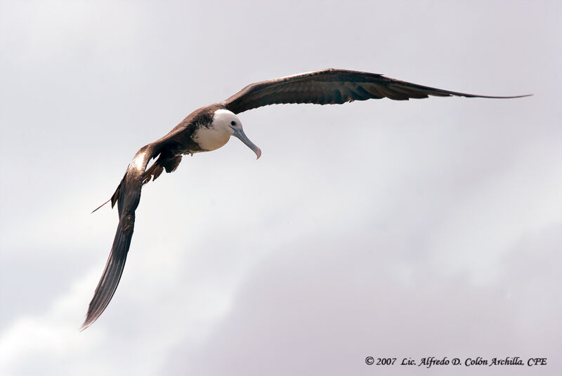 Magnificent Frigatebird