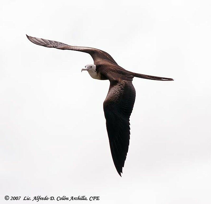 Magnificent Frigatebird