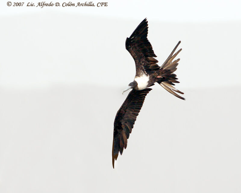 Magnificent Frigatebird