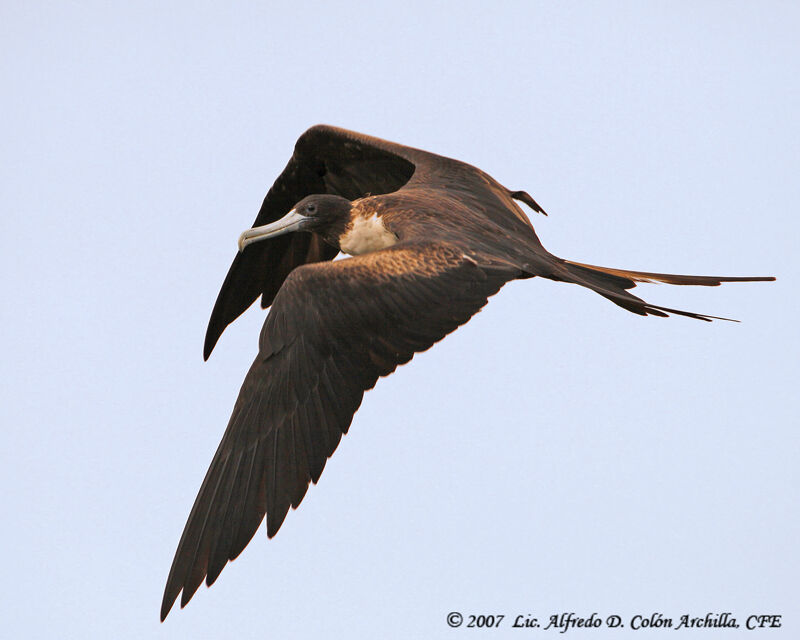 Magnificent Frigatebird