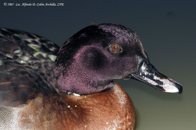 Lesser Scaup