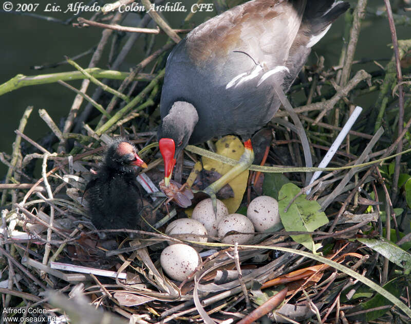 Gallinule d'Amérique, Nidification