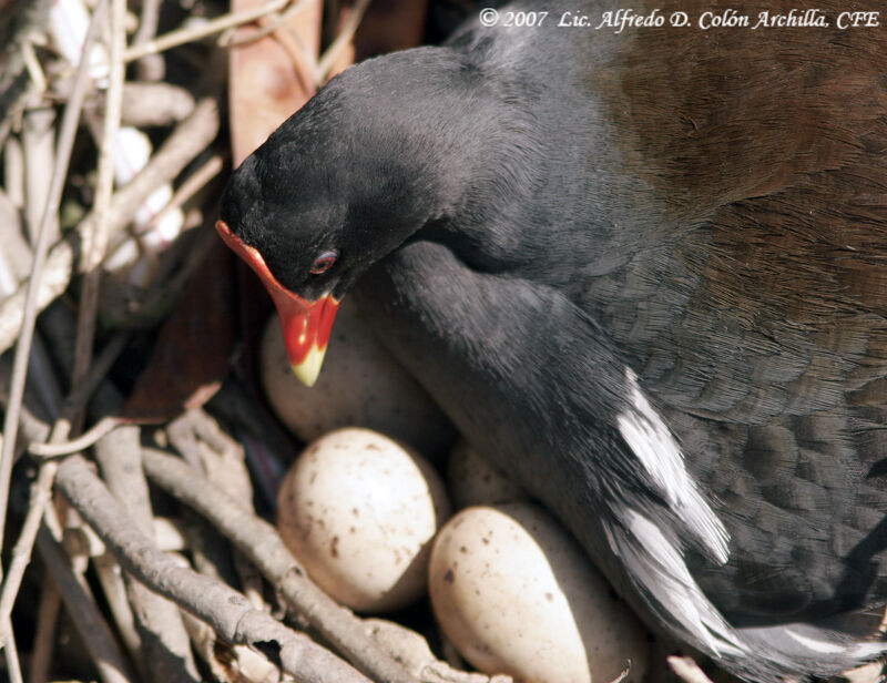 Gallinule poule-d'eau