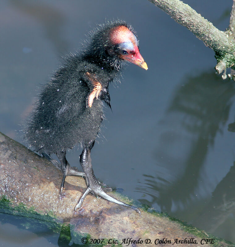 Common Moorhenjuvenile