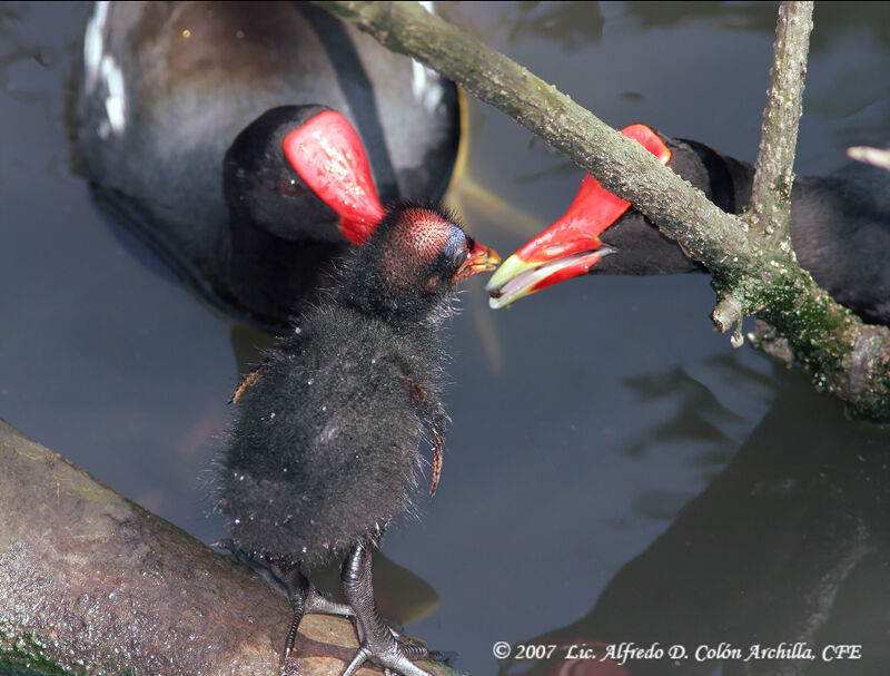 Common Moorhen