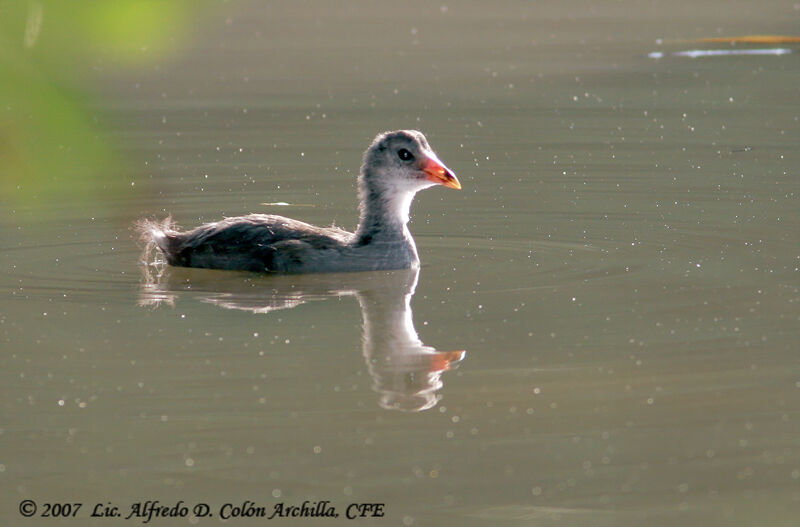 Gallinule poule-d'eaujuvénile