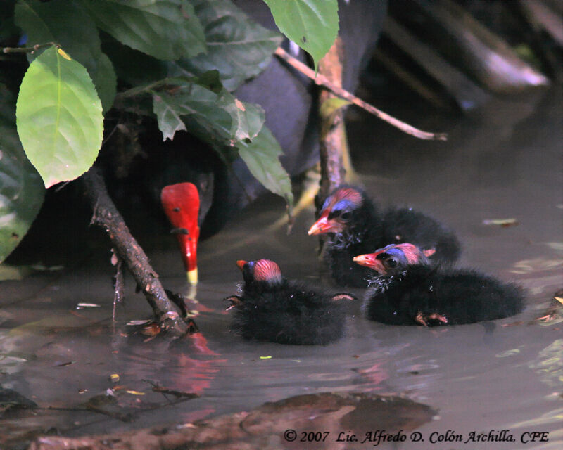 Gallinule poule-d'eau