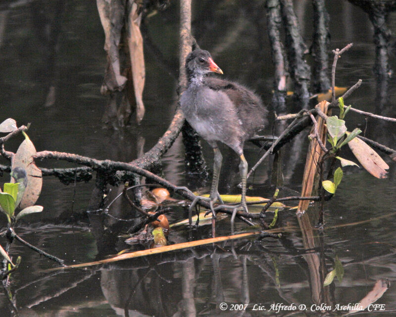 Common Moorhenjuvenile