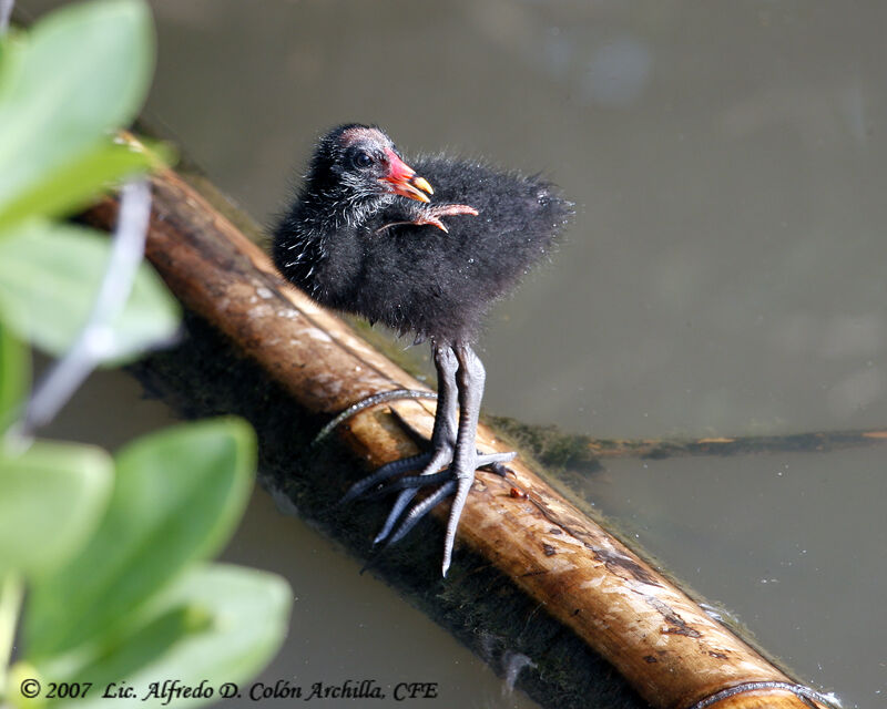 Common Moorhen