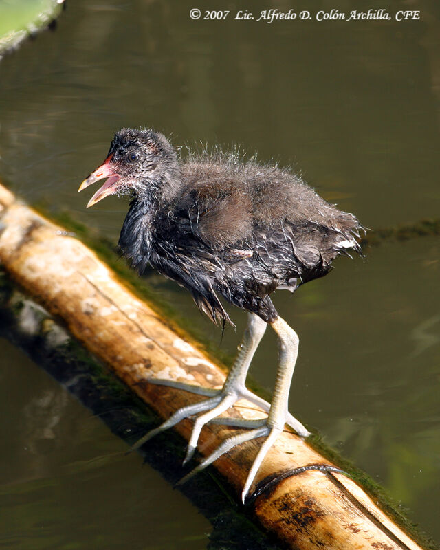 Gallinule poule-d'eaujuvénile