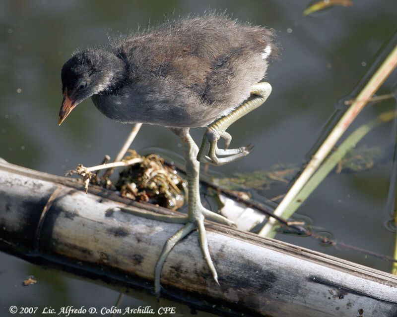 Common Moorhenjuvenile