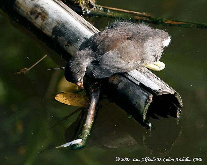 Gallinule poule-d'eaujuvénile