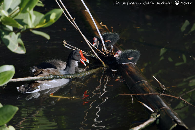 Gallinule poule-d'eau