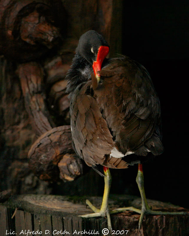 Gallinule poule-d'eau