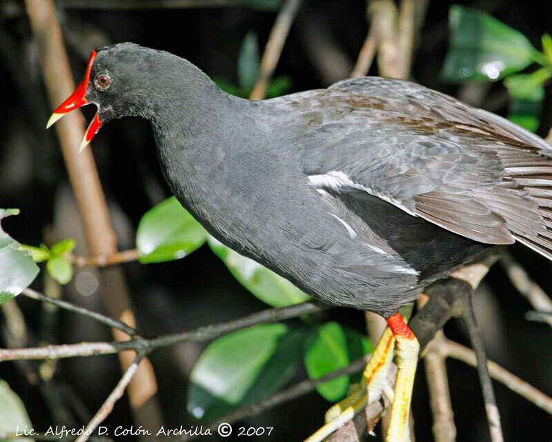 Gallinule poule-d'eau