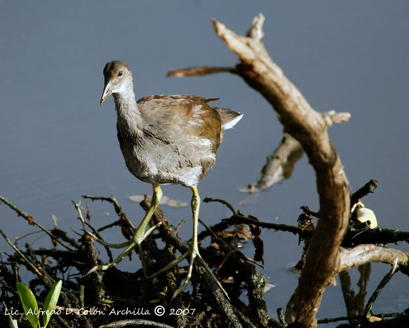 Gallinule poule-d'eaujuvénile