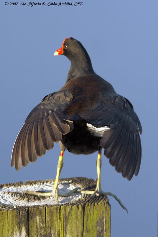 Gallinule poule-d'eau