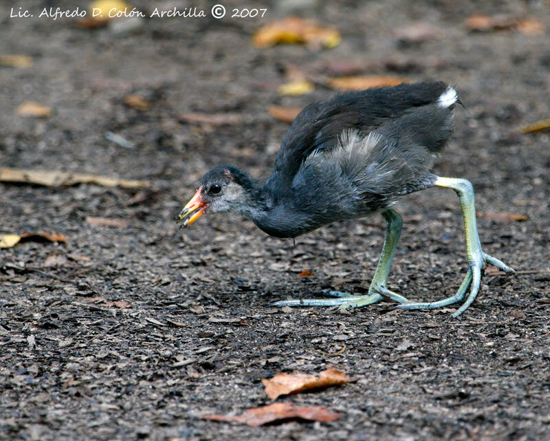 Common Moorhen