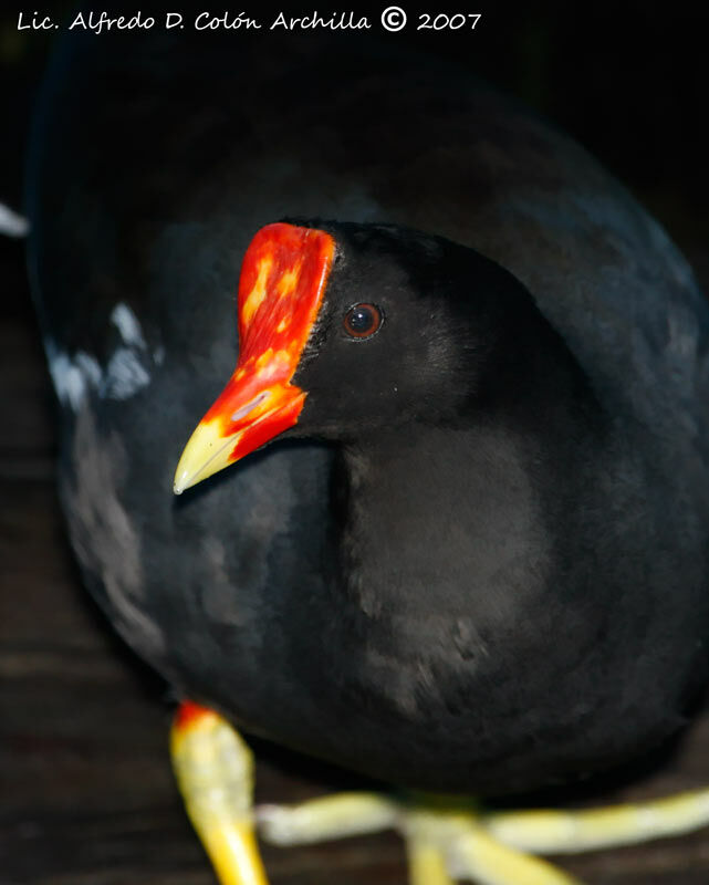 Gallinule poule-d'eau