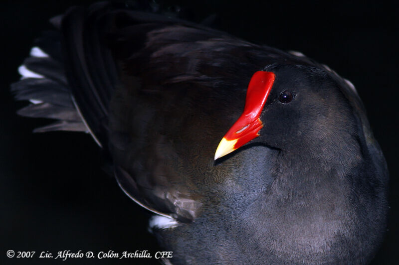 Gallinule poule-d'eau