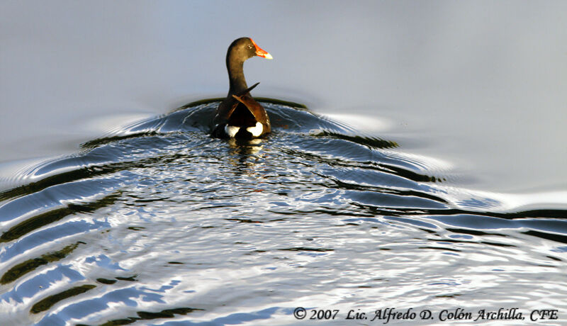 Common Moorhen