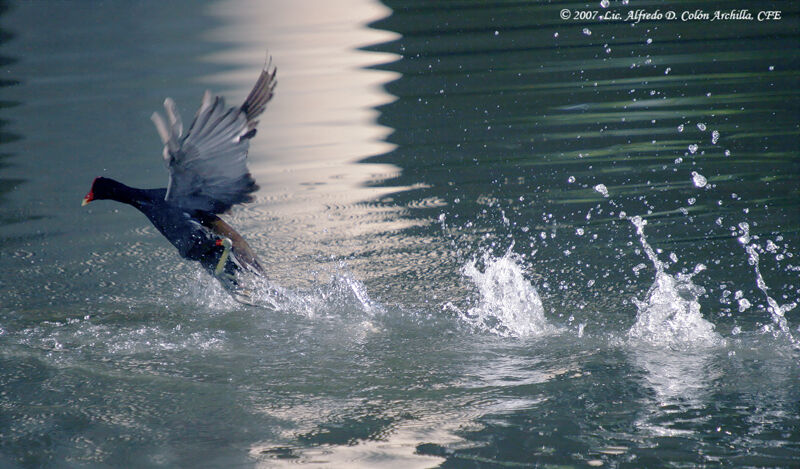 Common Moorhen