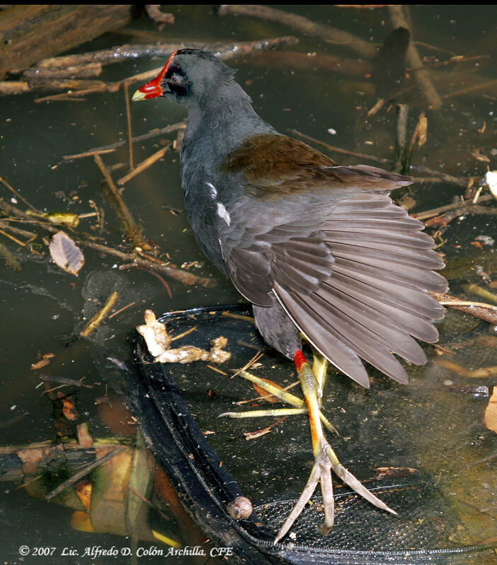 Common Moorhen